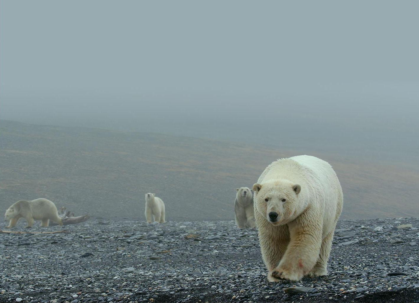 Arctic 3