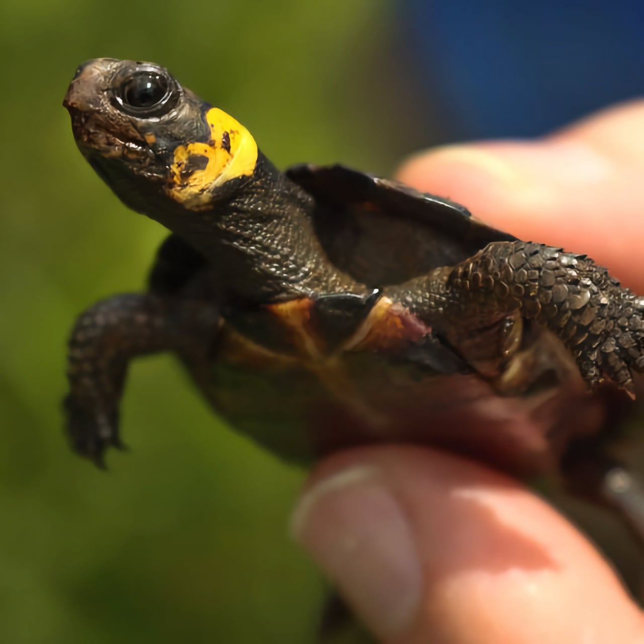 Bog Tturtle