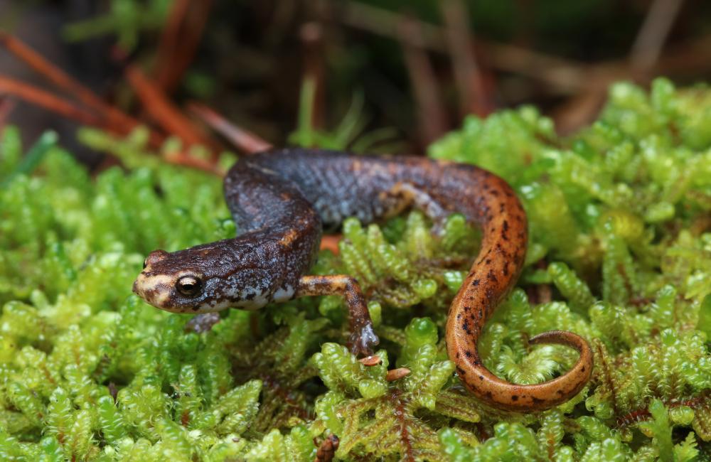 BryceWadeFourtoedSalamander2 Bryce Wade