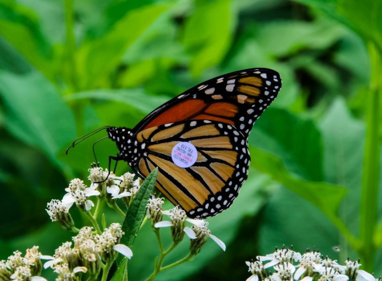 Elanmonarch3
