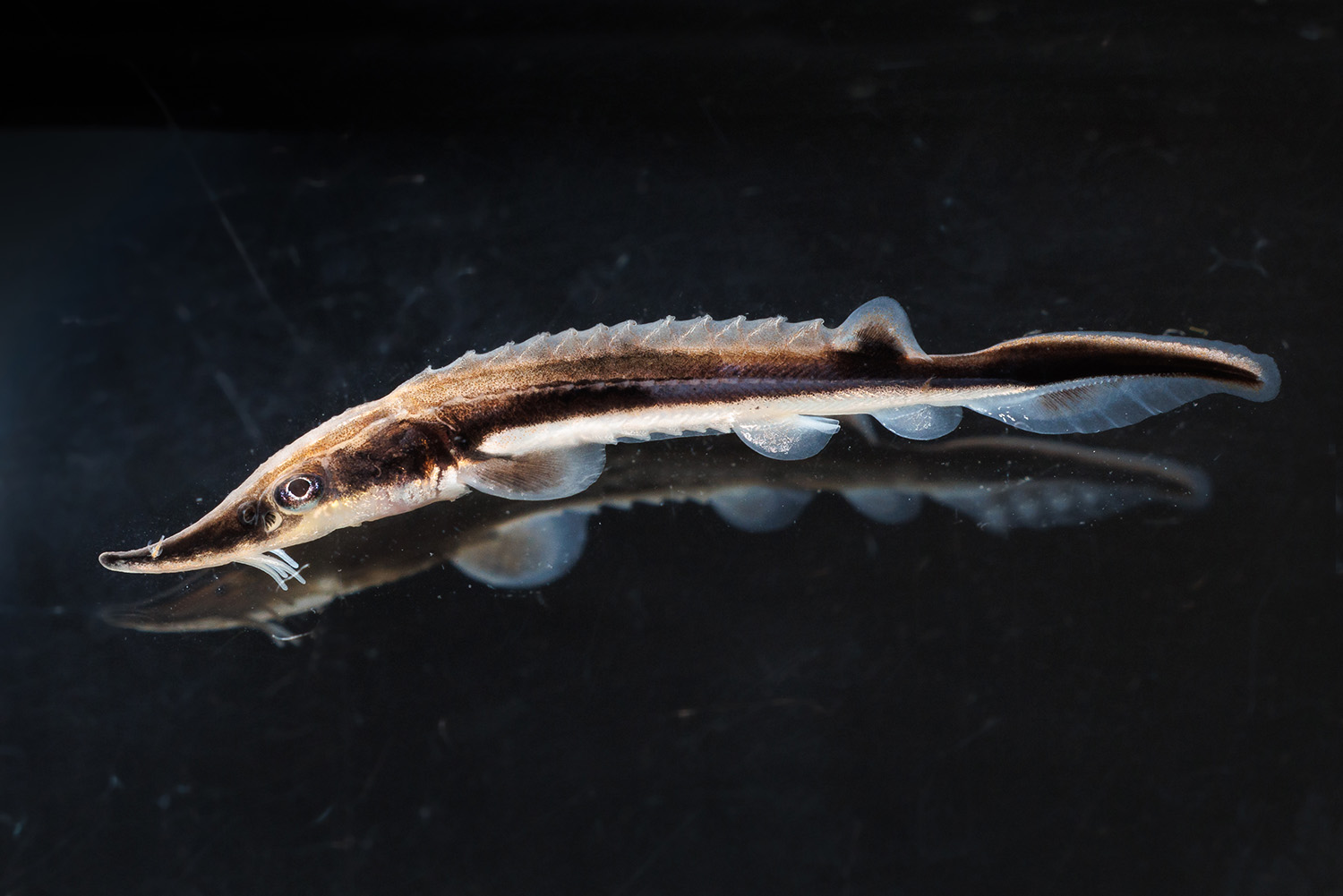 Lake Sturgeon 1