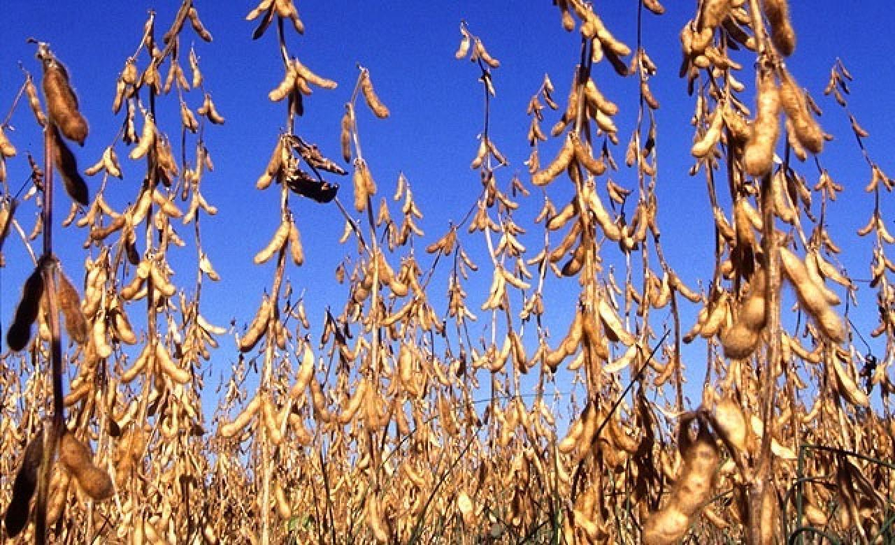 Mature Soybeans S. Bauer USDA ARS