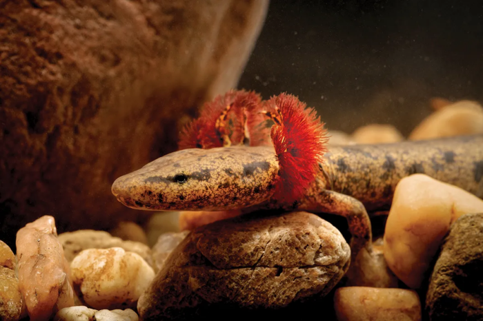 Neuse-River-Waterdog-Melissa-McGaw-NC-WRC-PUBLIC-DOMAIN-700x466.png