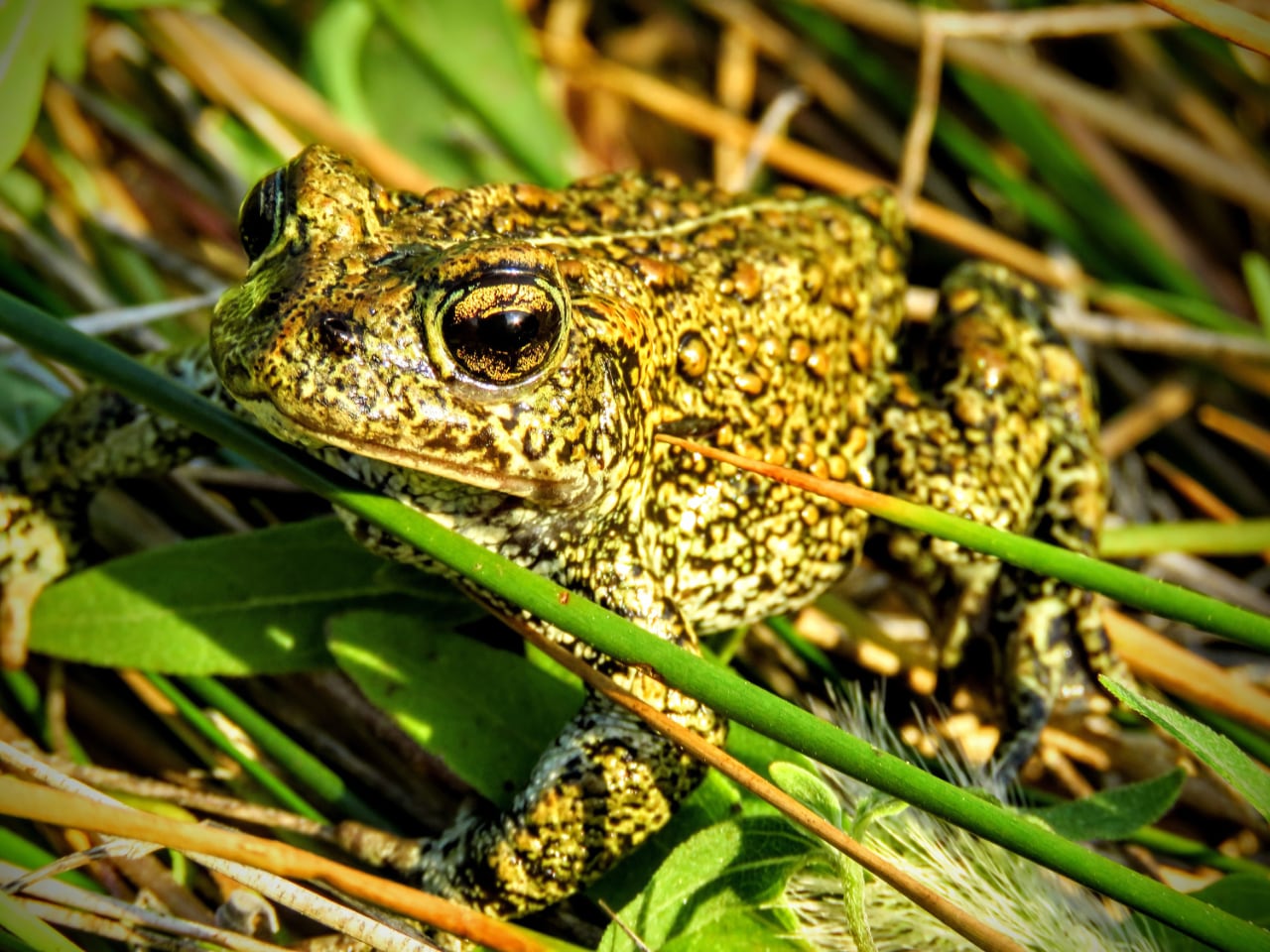 RSDixie Valley Toad Patrick Donnelly 1 FPWC Media Use Allowed lpr