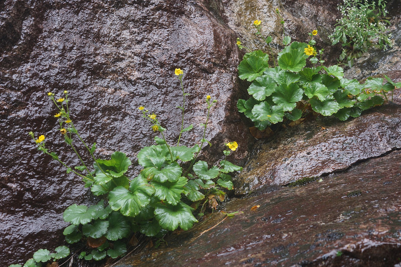 Spreading avens in bloom 9406109069