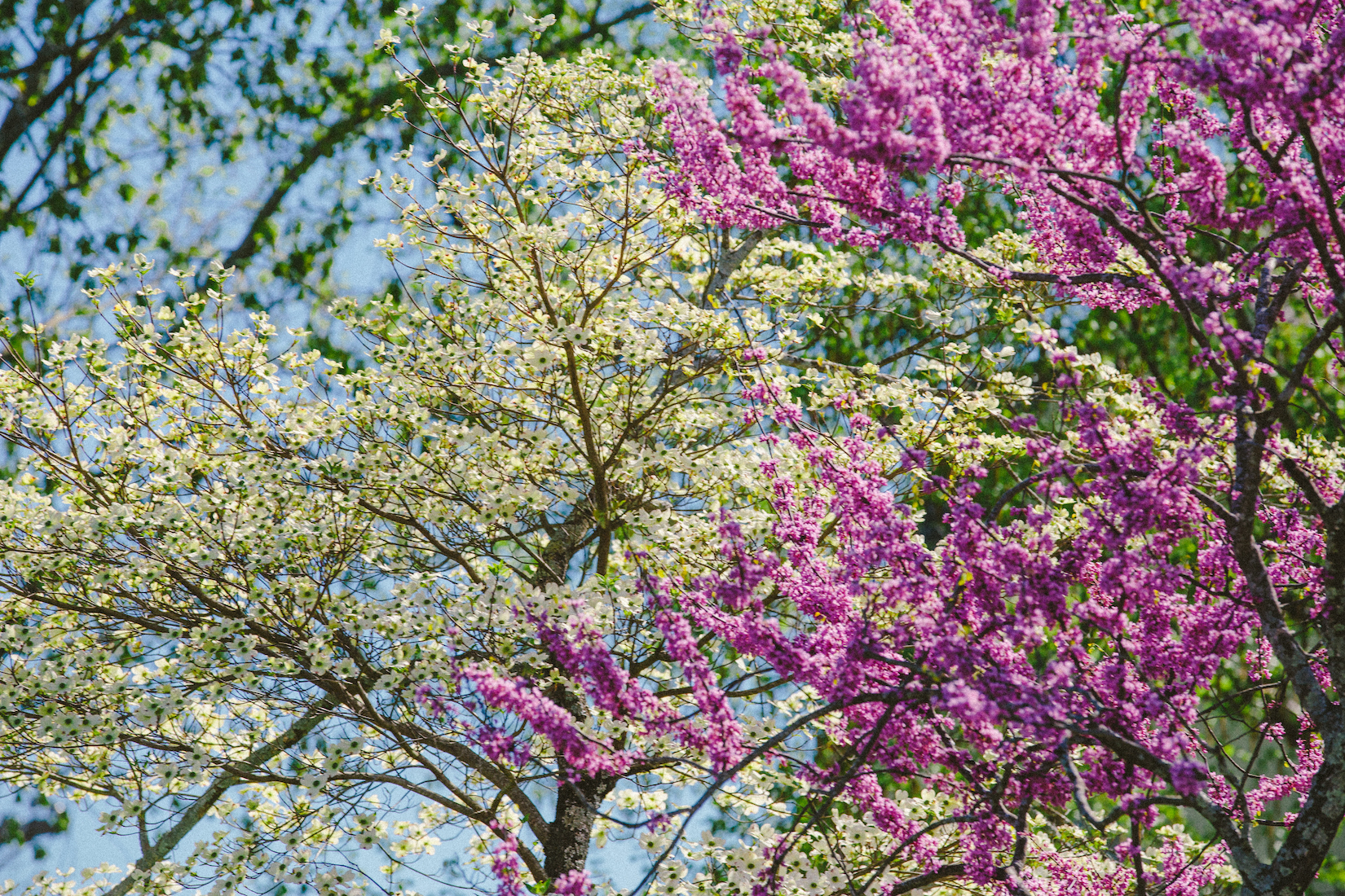 White_dogwood_w__redbud_IMG.jpeg