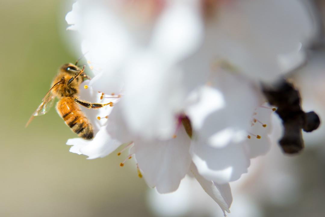 bees