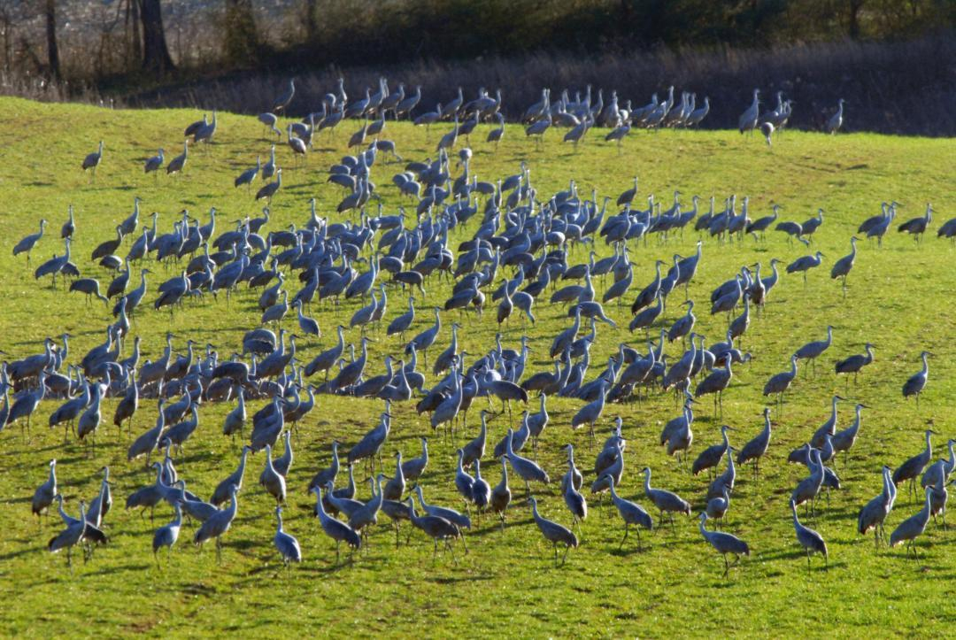 cranes sandhill 5