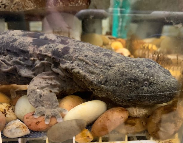 Hellbender