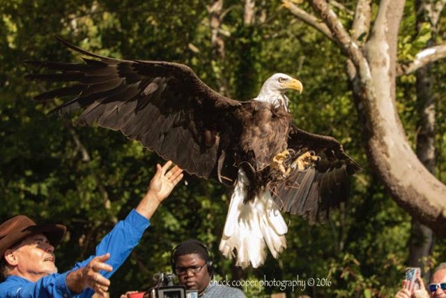 Cooper Eagle 1B