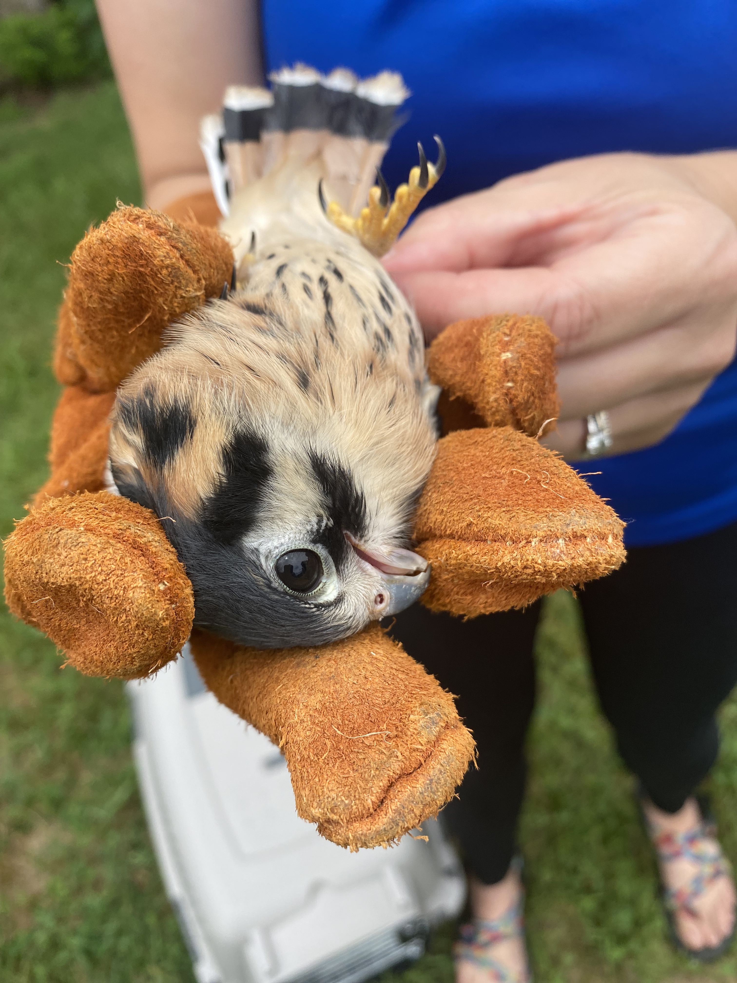 kestrel