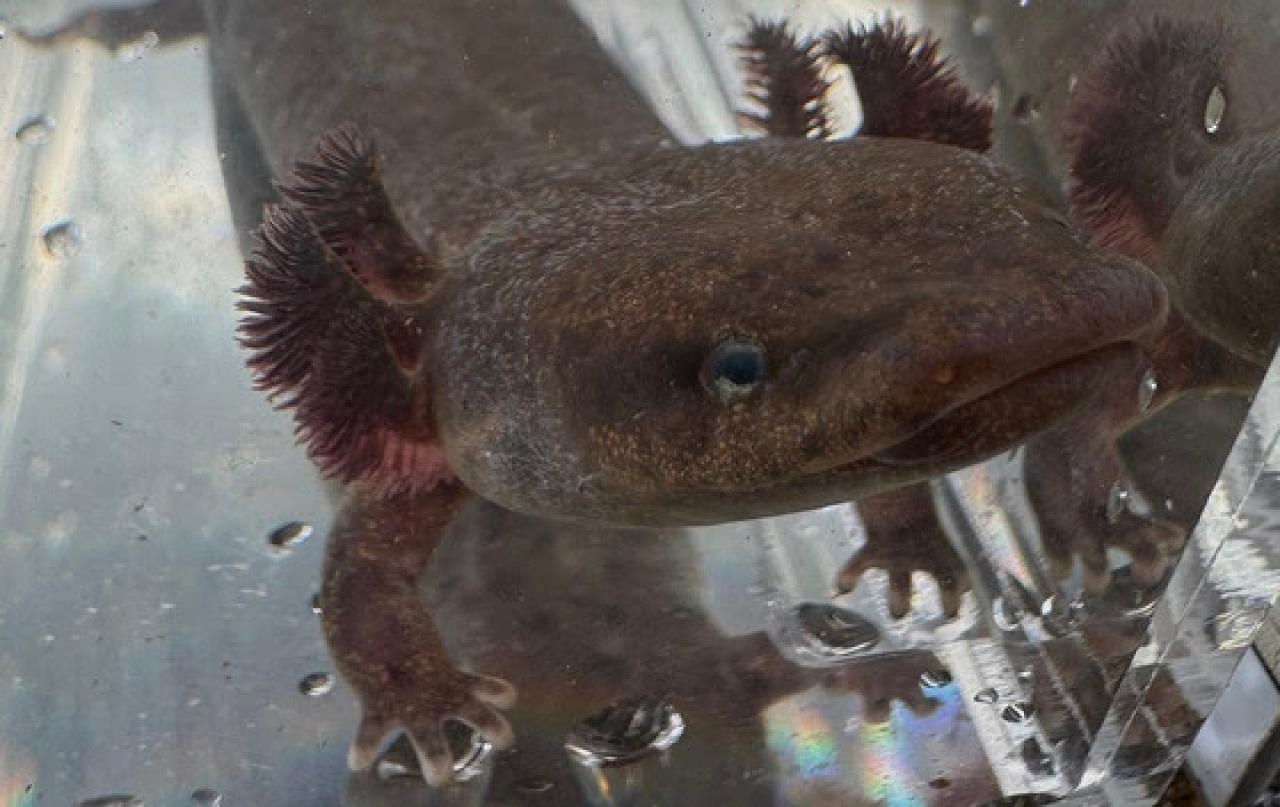 mudpuppy