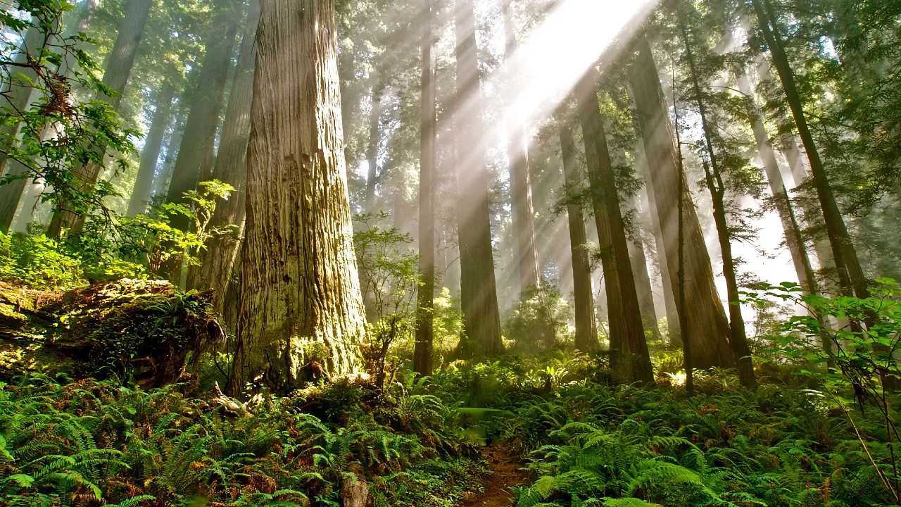 old forest