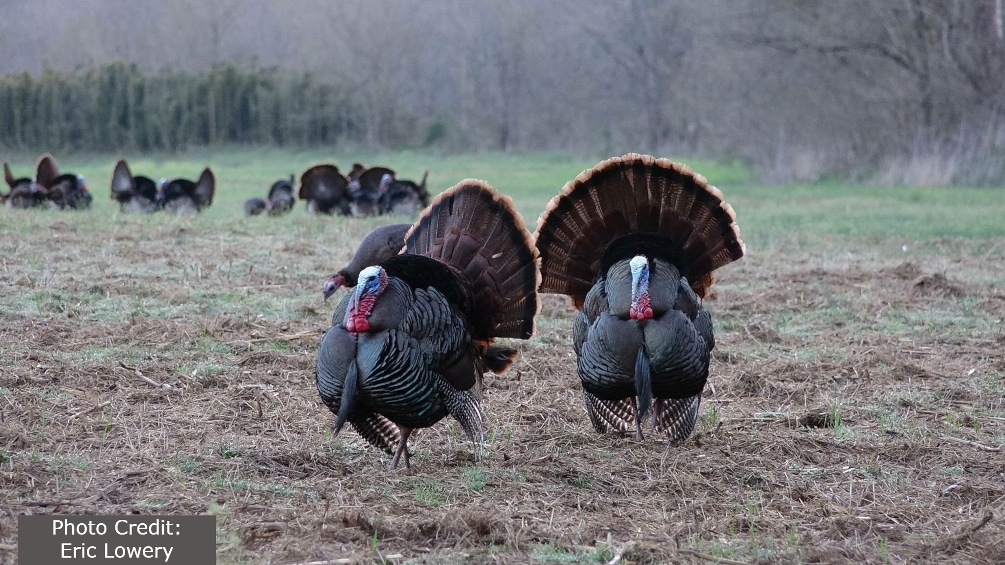 wild-turkey-008-Eric-Lowery.jpg