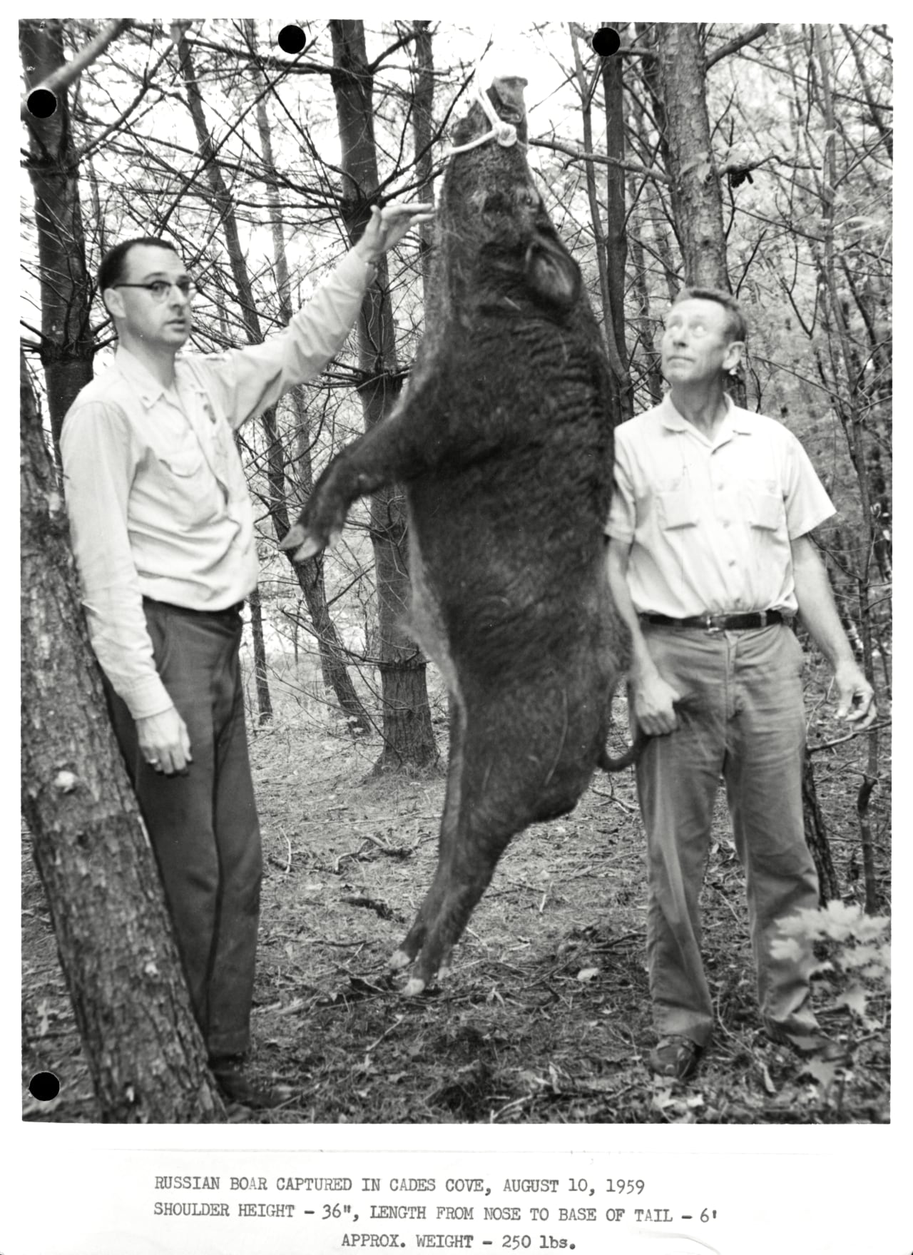 wild hog